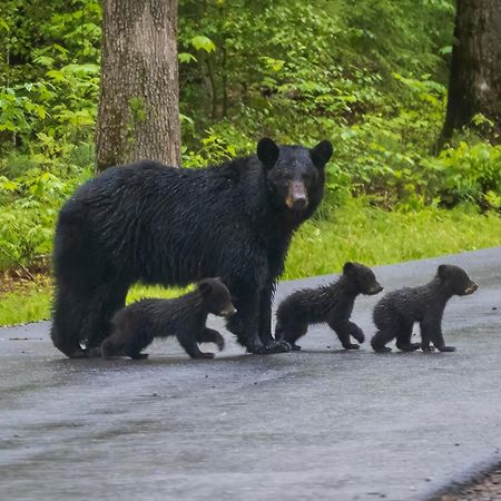 A Great Escape - Get 1089 Of Free Area Attraction Tickets For Each Paid Day, Dollywood And More! Pigeon Forge Esterno foto